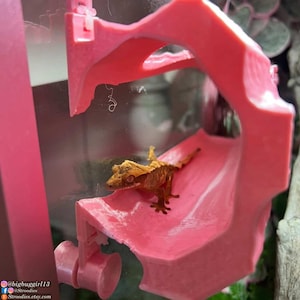 May include: A crested gecko rests on a pink plastic reptile habitat accessory. The gecko is tan and brown with a textured appearance. The accessory has a curved design and is inside a glass enclosure. The image includes social media handles.