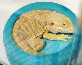 Stroodies CLEARANCE Original-Style Large BugResistant Bowl for Leos and Beardies