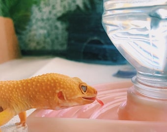 Plato de agua con recarga automática Stroodies para Geckos