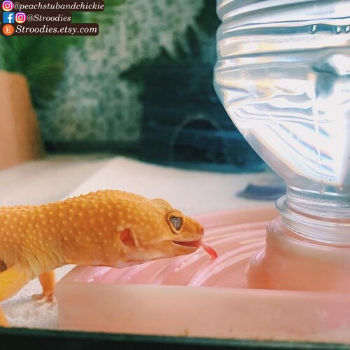Stroodies Auto Refilling Water Dish for Geckos Etsy