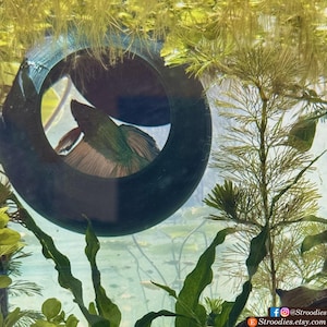 Stroodies Prototype AQ Safe Magnetic Betta Bubble