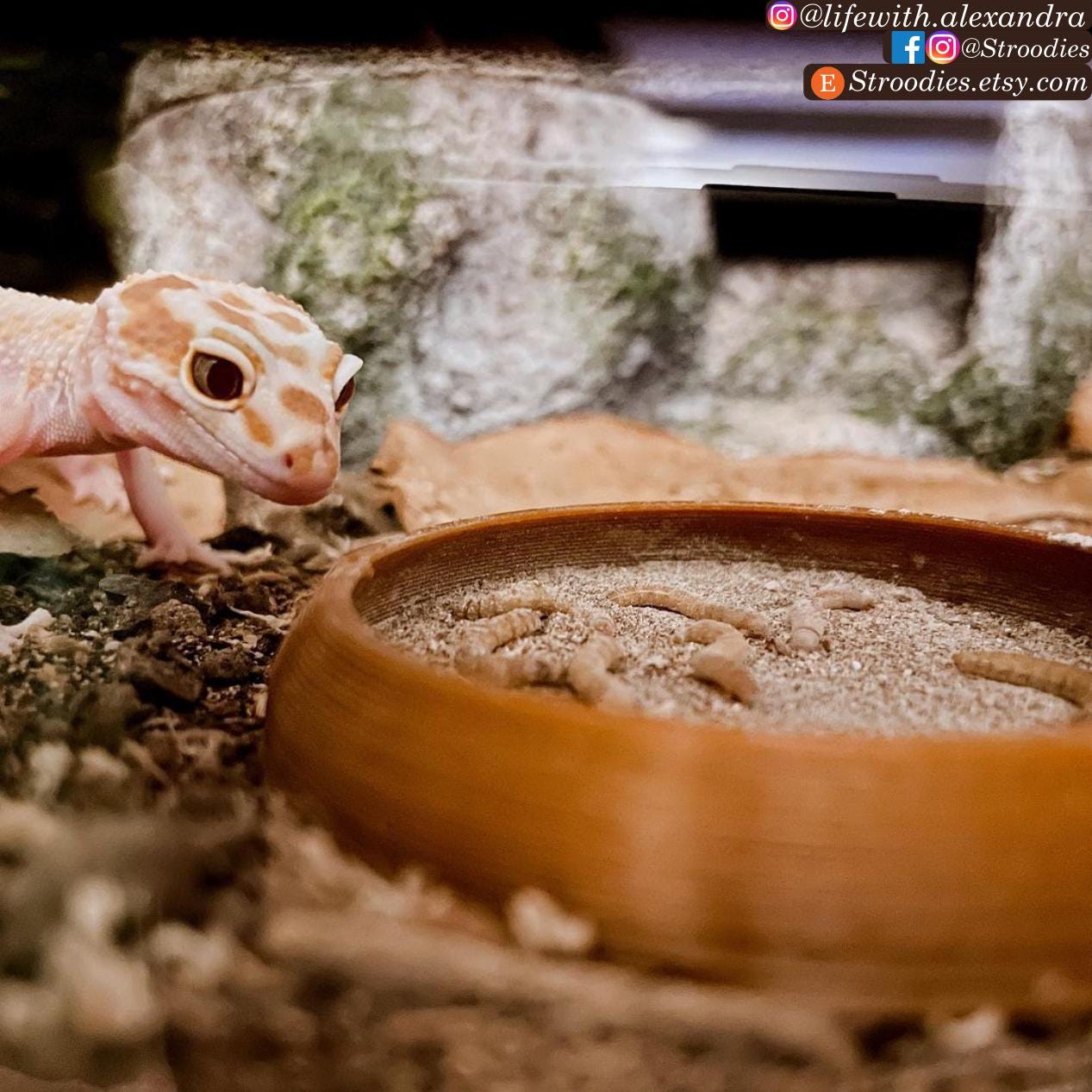Leopard Gecko Food Bowl Worm Feeder, Juvenile & Special Needs