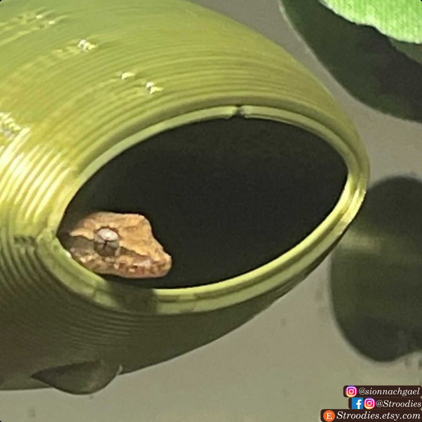 Stroodies TinyMagloft for Mourning Geckos, Micro Geckos, Hatchlings, and Jumping Spiders (tiny Magnetic BubbleLoft)