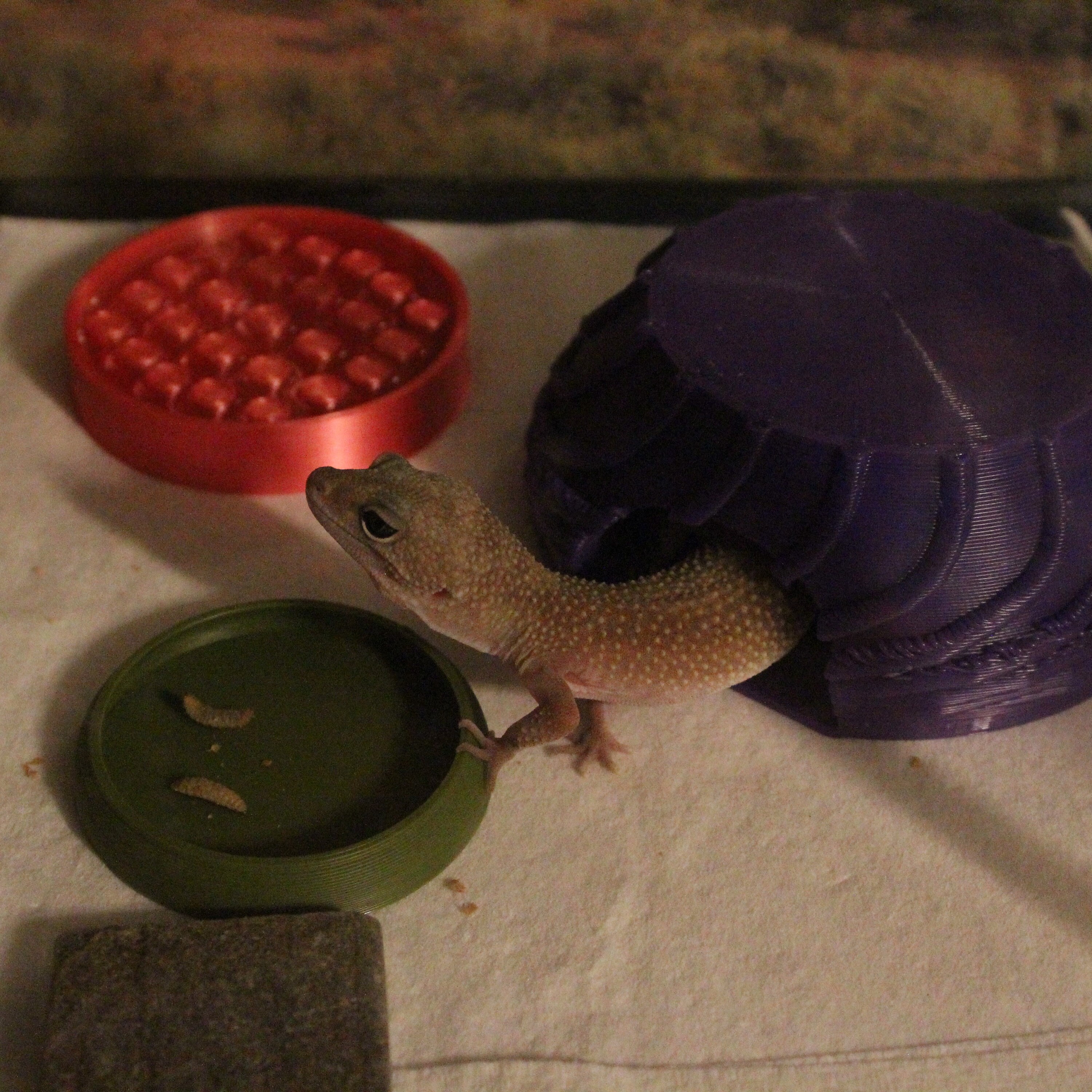 Stroodies Premium Food Bowl for Leopard Geckos Etsy