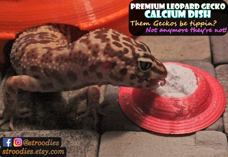 Puede incluir: Un gecko leopardo come polvo de calcio de un plato redondo de pl&aacute;stico rojo. El plato tiene un borde elevado para evitar que el polvo se derrame. El texto "PREMIUM LEOPARD GECKO CALCIUM DISH" est&aacute; escrito en letras blancas sobre un fondo rosa. El texto "Them Geckos be tippin? Not anymore they're not!" est&aacute; escrito en letras blancas sobre un fondo morado.