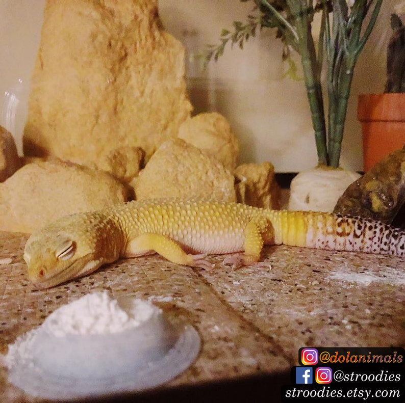 Puede incluir: Un gecko leopardo amarillo y blanco est&aacute; durmiendo sobre una superficie marr&oacute;n con un plato de polvo blanco en primer plano. El gecko tiene los ojos cerrados y su cuerpo est&aacute; enroscado. El fondo est&aacute; desenfocado e incluye una formaci&oacute;n rocosa y una planta en maceta.