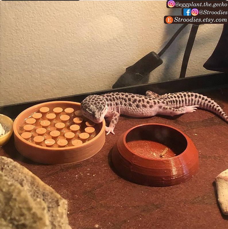 Stroodies Big Water Dish for Leopard Geckos Etsy