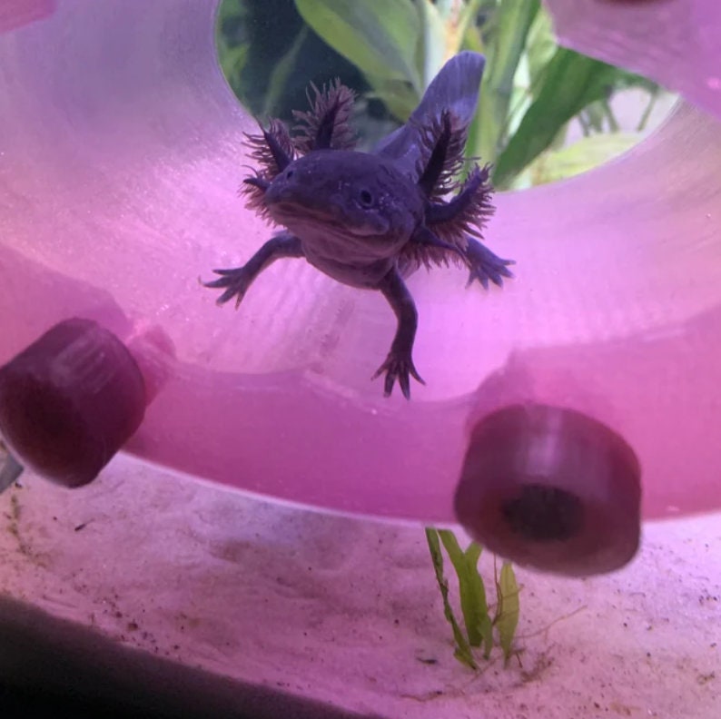 Stroodies Aqualoft an Aquarium Safe Hide Etsy Canada