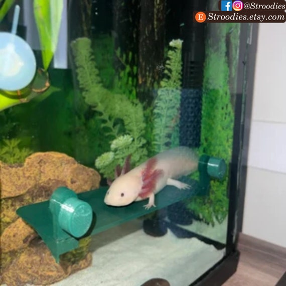Fish pet stores near my location cheap