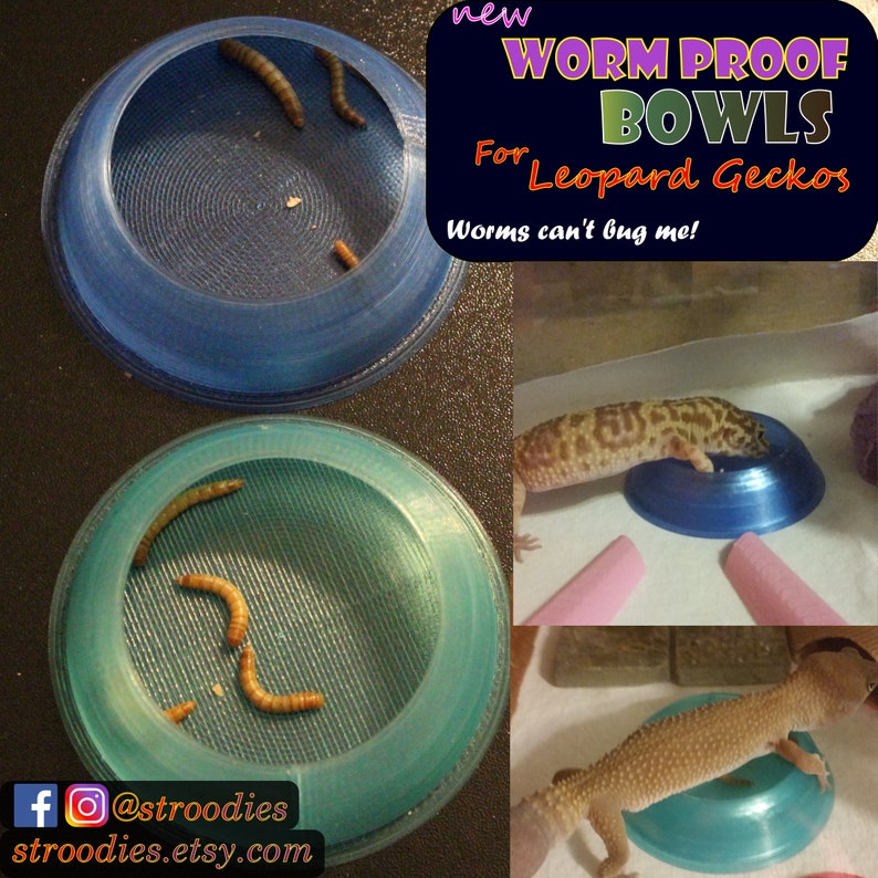 Stroodies WormProof Food Bowl for Leopard Geckos Etsy