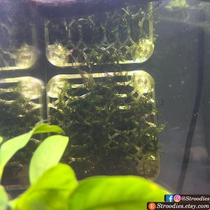 Może przedstawiać: Zbliżenie przezroczystego plastikowego uchwytu na mech akwariowy wypełnionego zielonymi roślinami wodnymi. Uchwyt ma konstrukcję przypominającą kratkę i jest częściowo zanurzony w wodzie. Tło jest ciemne, z widocznym zielonym życiem roślinnym.