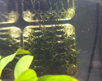 Stroodies Prototype AQ-Safe Magnetic Moss Wall