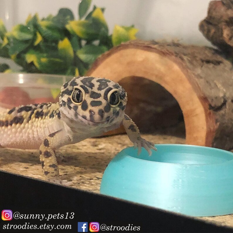 Stroodies FourPacks WormProof Food Bowl for Leopard Geckos Etsy