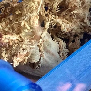 May include: A close-up of a light brown, dried moss, with a blue plastic container in the background.