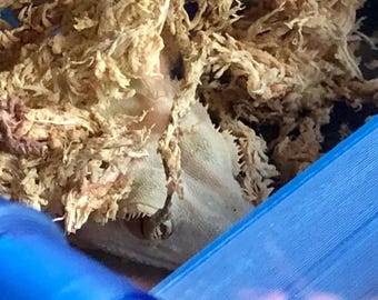 Stroodies *Crestie Trough* a HEAVY DUTY MagLedge for Geckos (Magnetic Feeding Ledge)