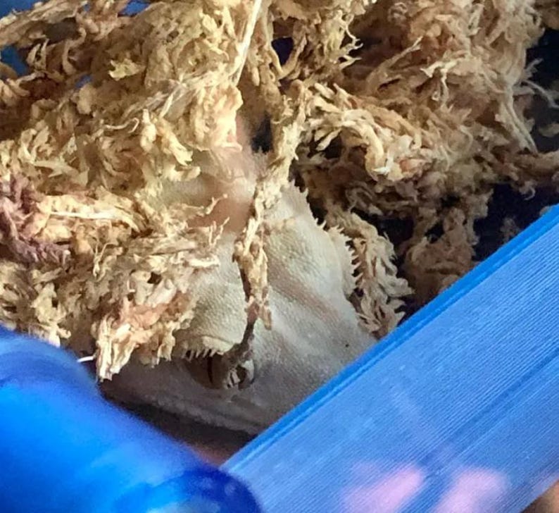 May include: A close-up of a light brown, dried moss, with a blue plastic container in the background.
