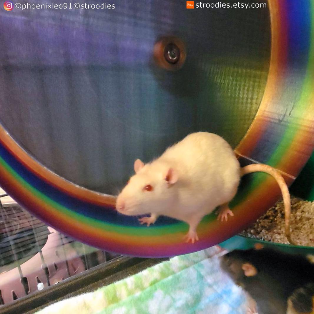 Stroodies Prototype 16" SMOOTH Hanging Hamster Wheel (v12.6)