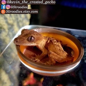 Stroodies 0.5oz Crested Gecko Bowl