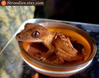 Stroodies 0.5oz Crested Gecko Bowl