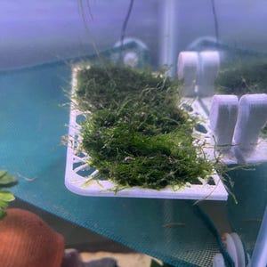 Stroodies Prototype Magnetic Elevator &#39;Lotl Trough w/ Lid | a Futuristic Dish for Axolotls