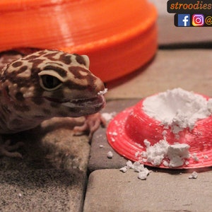 Puede incluir: Un peque&ntilde;o lagarto gecko marr&oacute;n y blanco con un ojo naranja brillante mira un plato rojo impreso en 3D lleno de polvo blanco. El plato est&aacute; sobre una superficie gris texturizada.