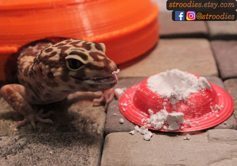 Puede incluir: Un peque&ntilde;o lagarto gecko marr&oacute;n y blanco con un ojo naranja brillante mira un plato rojo impreso en 3D lleno de polvo blanco. El plato est&aacute; sobre una superficie gris texturizada.