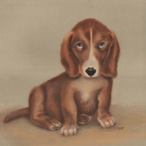 Bassett Hound waiting for new home