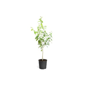 Key Lime Citrus Tree - Indoor Citrus Fruit Tree - Cannot Ship To Ca, Fl, Tx, La, Az, Ga