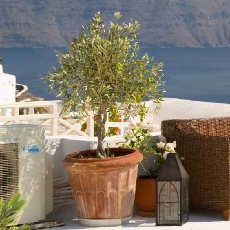 Arbequina Olive Tree Indoor Houseplant Cannot Ship to AZ Etsy