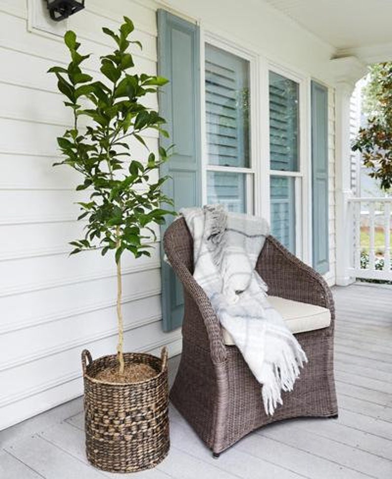 Meyer Lemon Tree Indoor & Patio Citrus Tree Cannot Ship To Etsy
