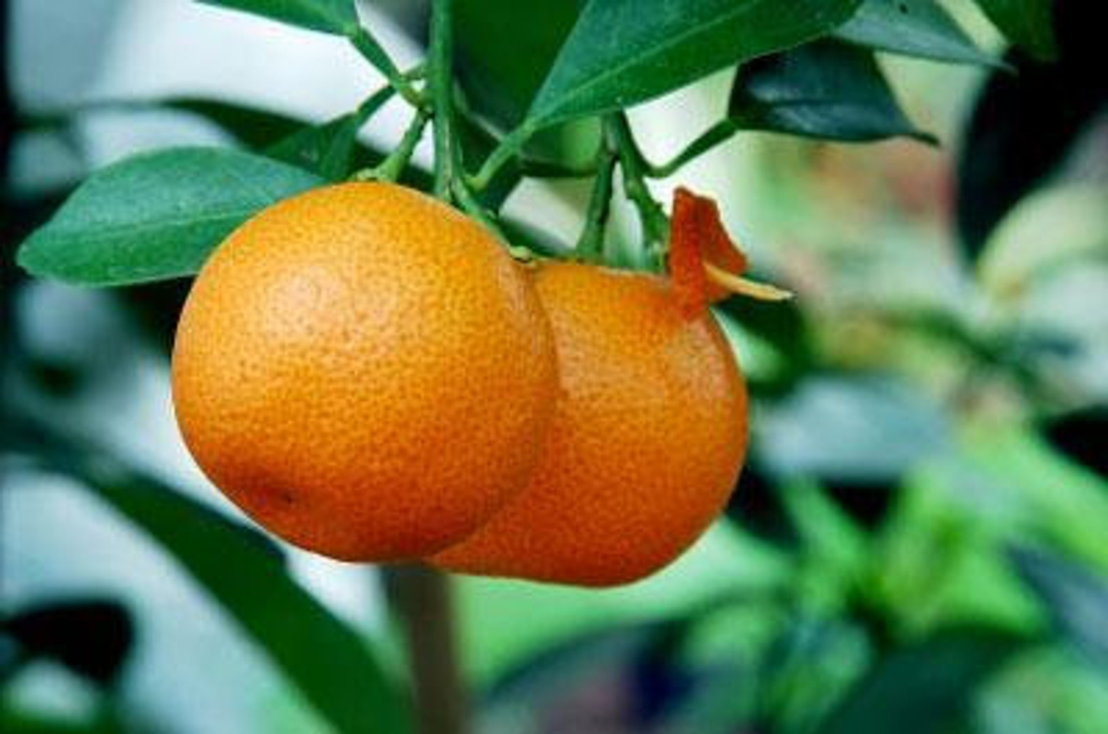 Nules Clementine Tree Indoor Citrus Tree Cannot Ship to Etsy