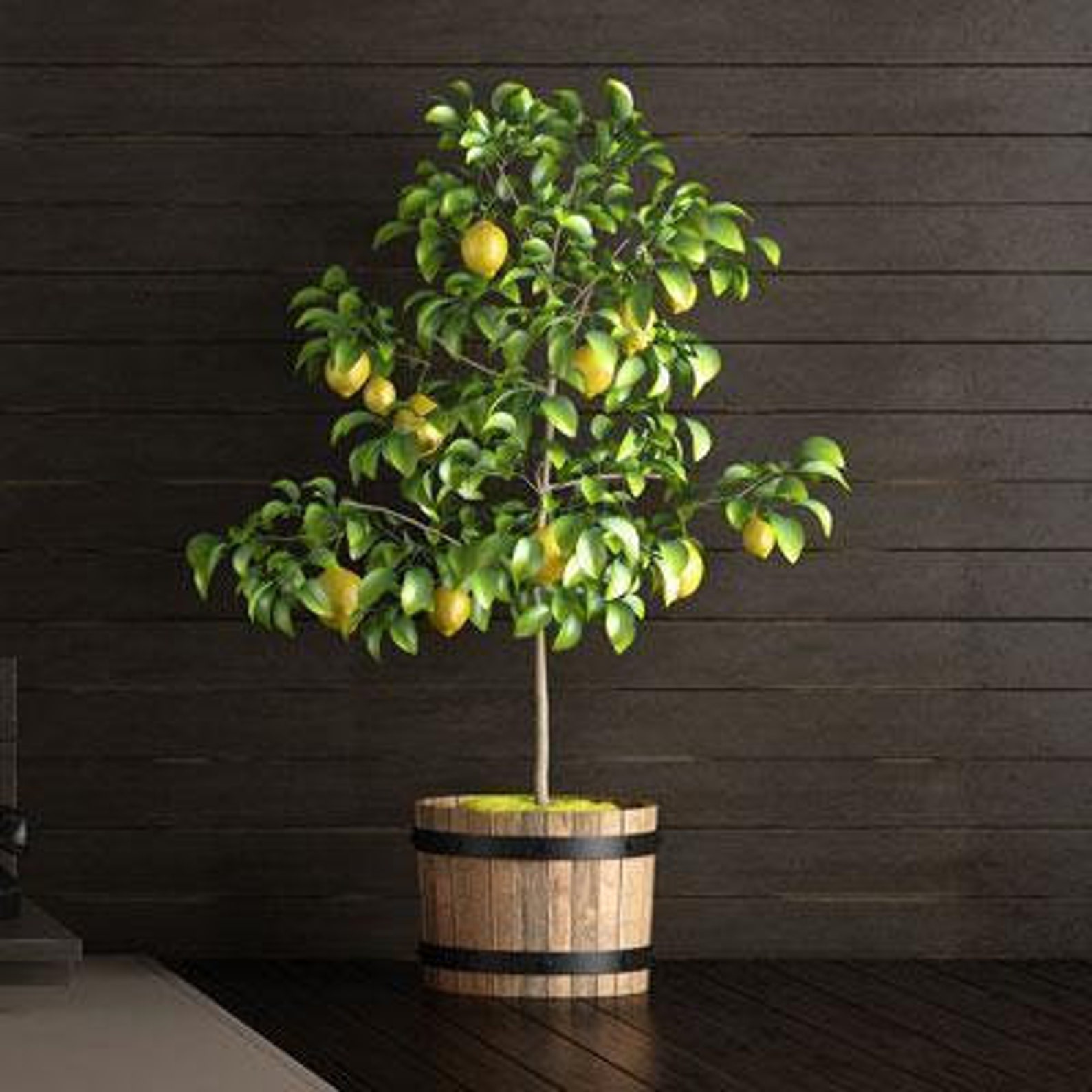 Meyer Lemon Tree Indoor & Patio Citrus Tree Cannot Ship To Etsy