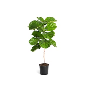 Fiddle-Leaf Fig Tree - Indoor Houseplant - Cannot Ship to AZ