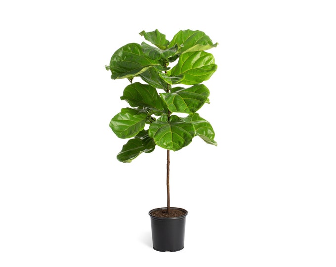78' Artificial Fiddle Leaf Fig Tree, Faux Fiddle Leaf Fig, Fiddle Fig