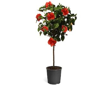 Red Tropical Hibiscus Tree - Flowering Patio Plant - Cannot Ship to AZ