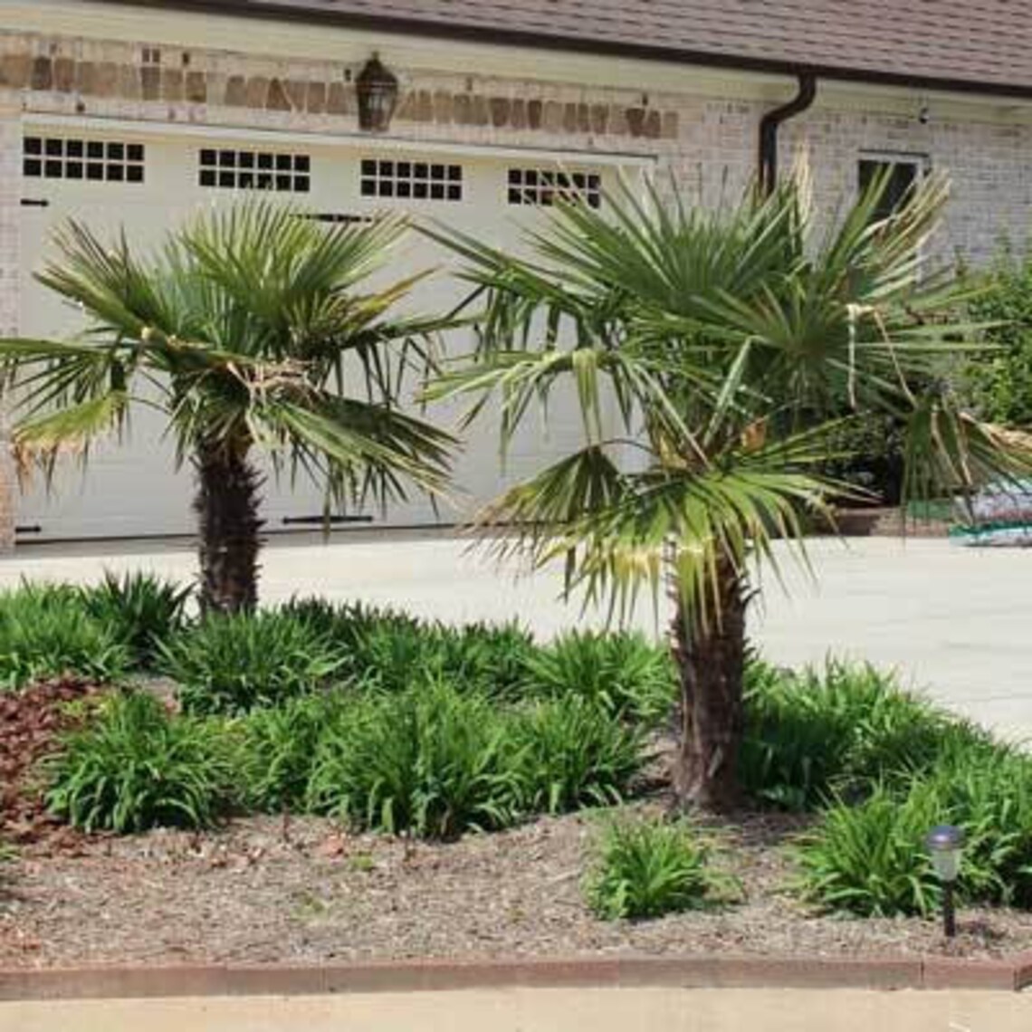 Windmill Palm Tree Cold Hardy Palm Tree Cannot Ship to AZ Etsy