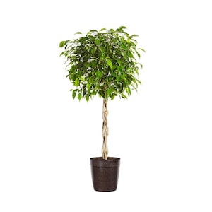 Benjamina Ficus Tree Indoor Houseplant Cannot Ship To AZ or OR image 4