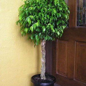 Benjamina Ficus Tree Indoor Houseplant Cannot Ship To AZ or OR image 3