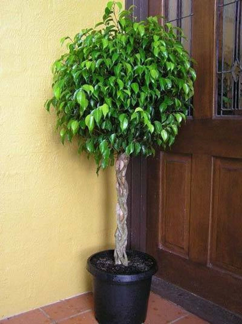 Benjamina Ficus Tree Indoor Houseplant Cannot Ship To AZ or OR image 3