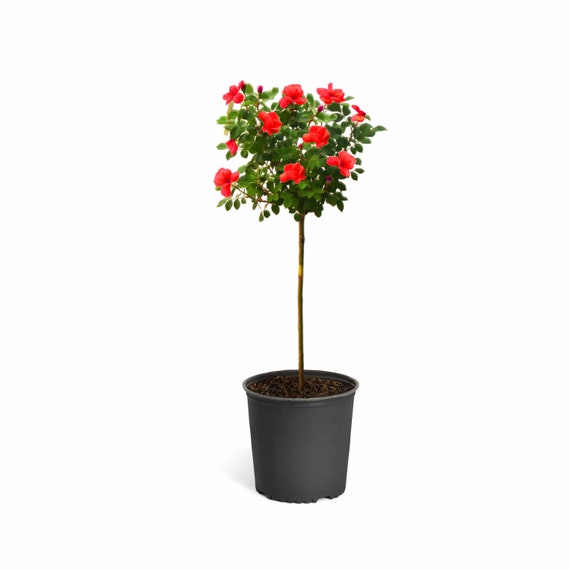 Knock Out Rose Tree Flowering Patio Plant Cannot Ship To Etsy