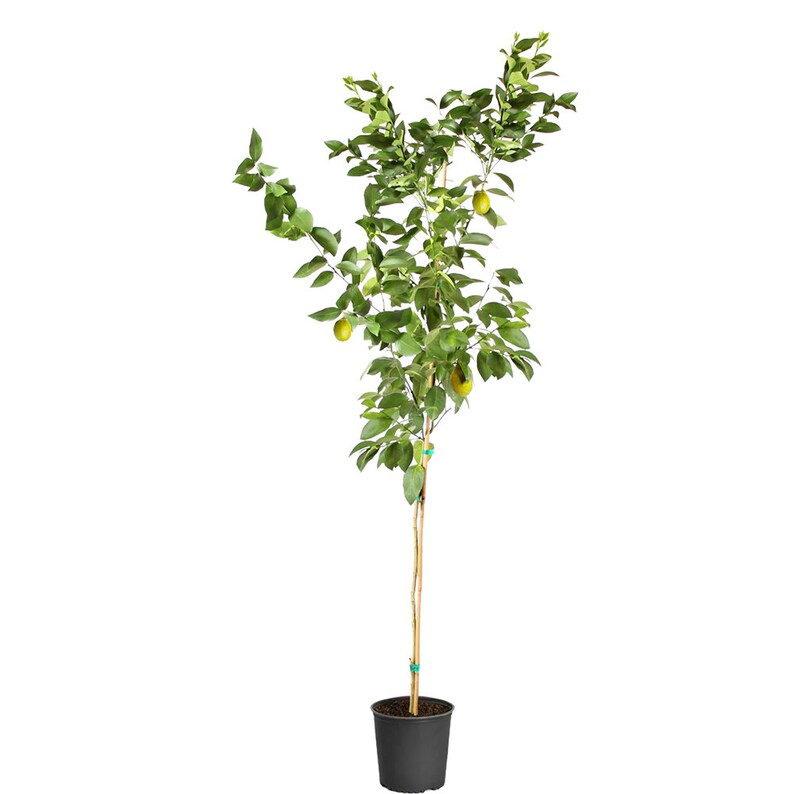 Meyer Lemon Tree Indoor & Patio Citrus Tree Cannot Ship To Etsy