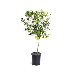 Meyer Lemon Tree - Indoor & Patio Citrus Tree - Cannot Ship To Ca, Fl, Tx, La, Az, Ga