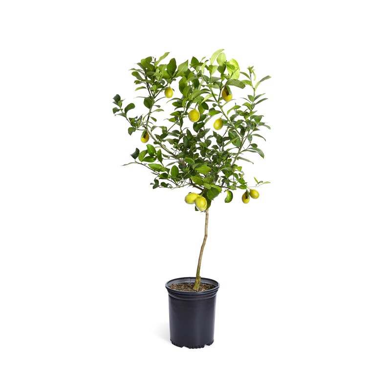 Meyer Lemon Tree Indoor & Patio Citrus Tree Cannot Ship To Etsy