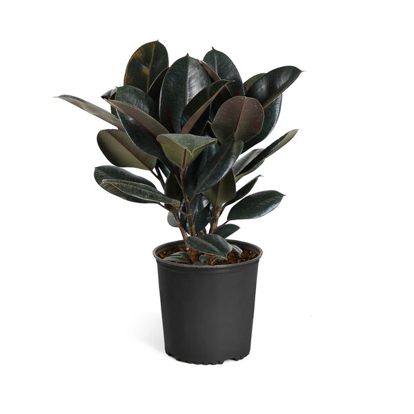 Rubber Plant Live Etsy