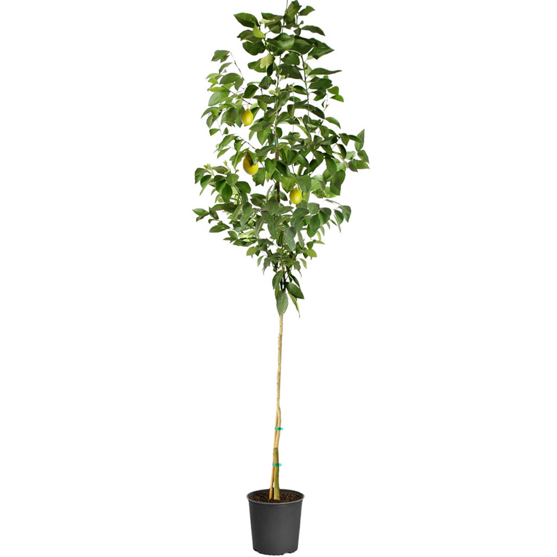 Meyer Lemon Tree Indoor & Patio Citrus Tree Cannot Ship To Etsy