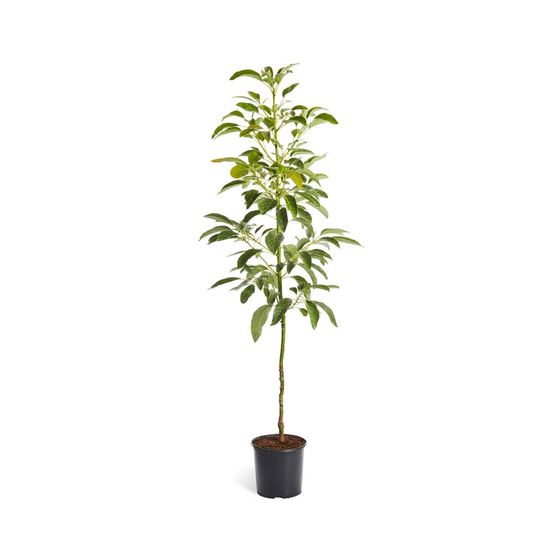 slsi.lk how long for sulfatrim to work Happens. arizona aravaipa