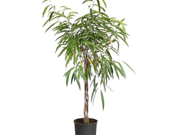 Ficus Alii Braid Plant - Cannot Ship to AZ