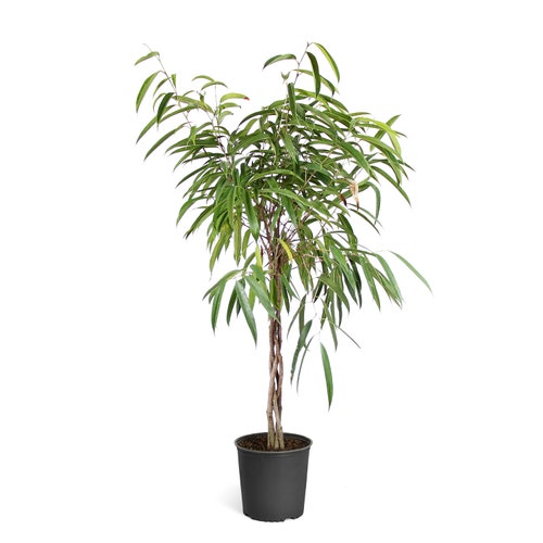 Benjamina Ficus Tree Indoor Houseplant Cannot Ship to Az - Etsy