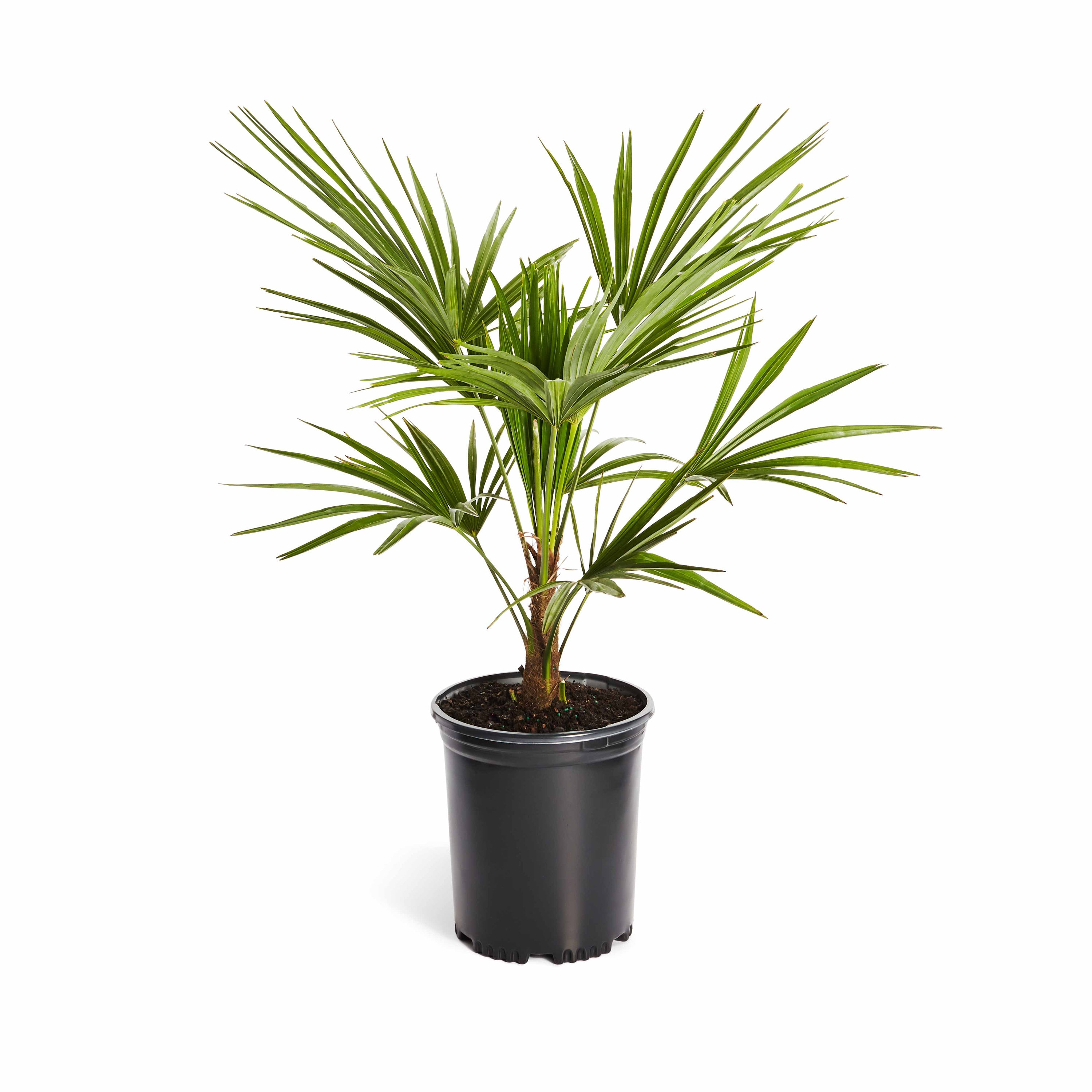 Windmill Palm Tree Cold Hardy Palm Tree Cannot Ship to AZ Etsy