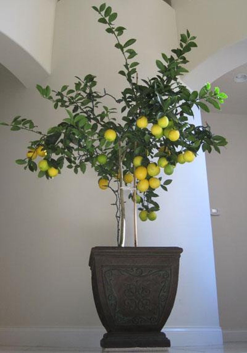 Meyer Lemon Tree Indoor & Patio Citrus Tree Cannot Ship to Etsy